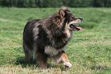 CHIEN FINNOIS DE LAPONIE 163